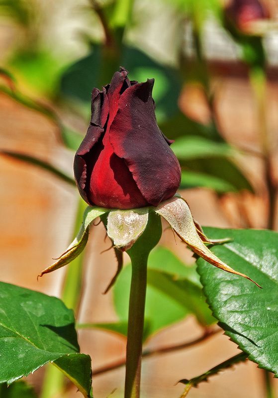 Скоро расцвететphoto preview