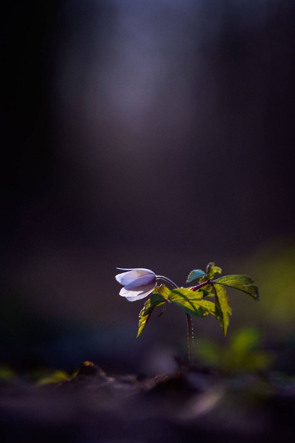 макро, нежность, тайна, таинственный лес, макро истории, цветы, цветок, ветренница, вчувствование, лес, тишина, forest, macro story, forest, nature, silence, macro, flowers, spring, Виктория Быканова