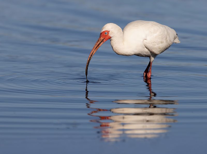 ибис, white ibis, ibis, florida, флорида American White Ibis -Белый Ибисphoto preview