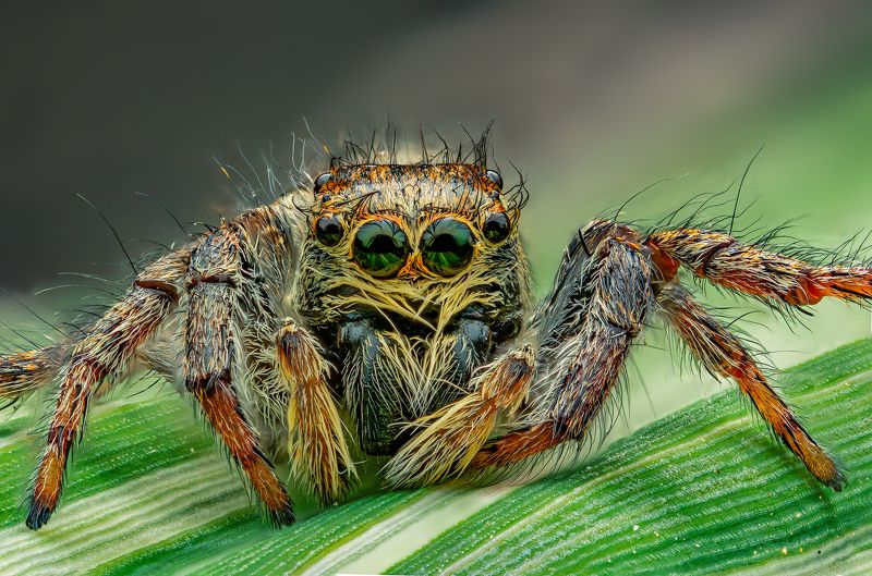 паук, скакунчик, макро, стекинг, сад, лето, природа Скакунчикphoto preview