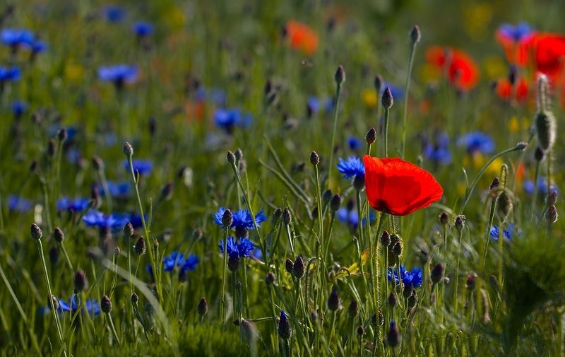 Flowering meadow in Moravian Slovakiaphoto preview