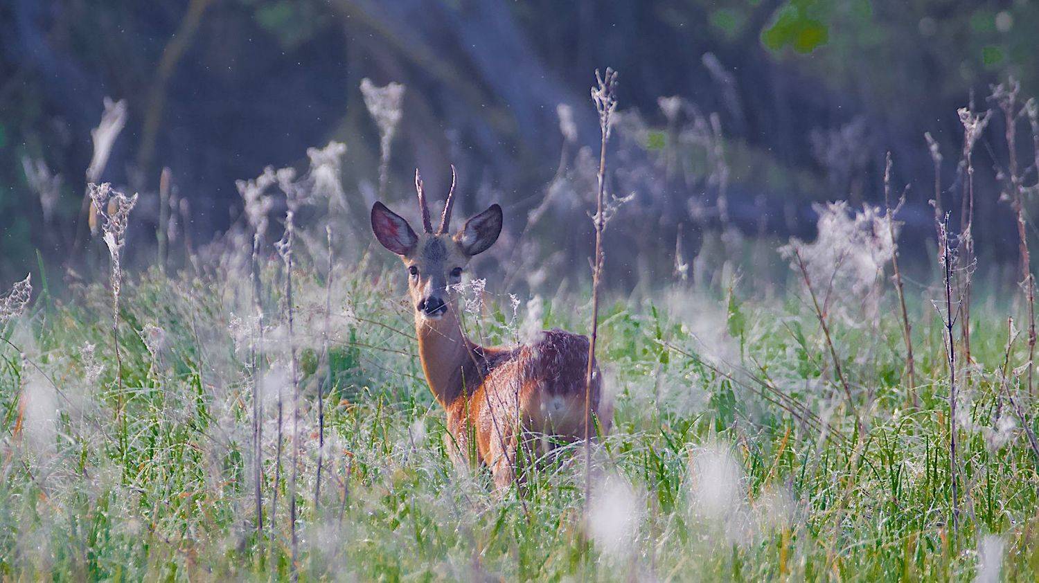 , Мазурин Евгений