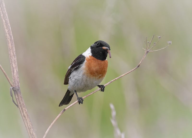 птица, черноголовый чекан, черноголовый чекан.. (самец)photo preview