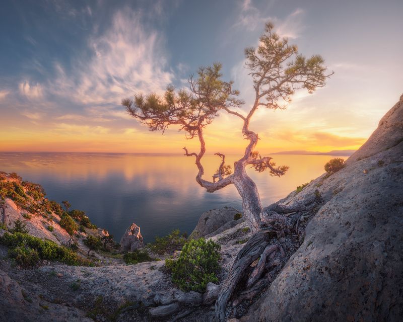 Сосна на пик Космосphoto preview