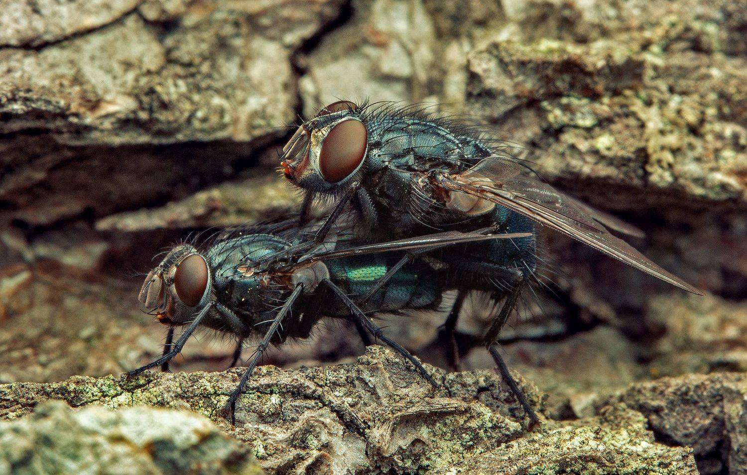 макро, муха, насекомые, макрофото, макромир,, Иван Радьков