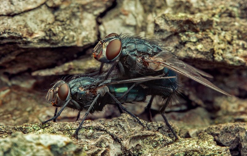 макро, муха, насекомые, макрофото, макромир, Веснаphoto preview