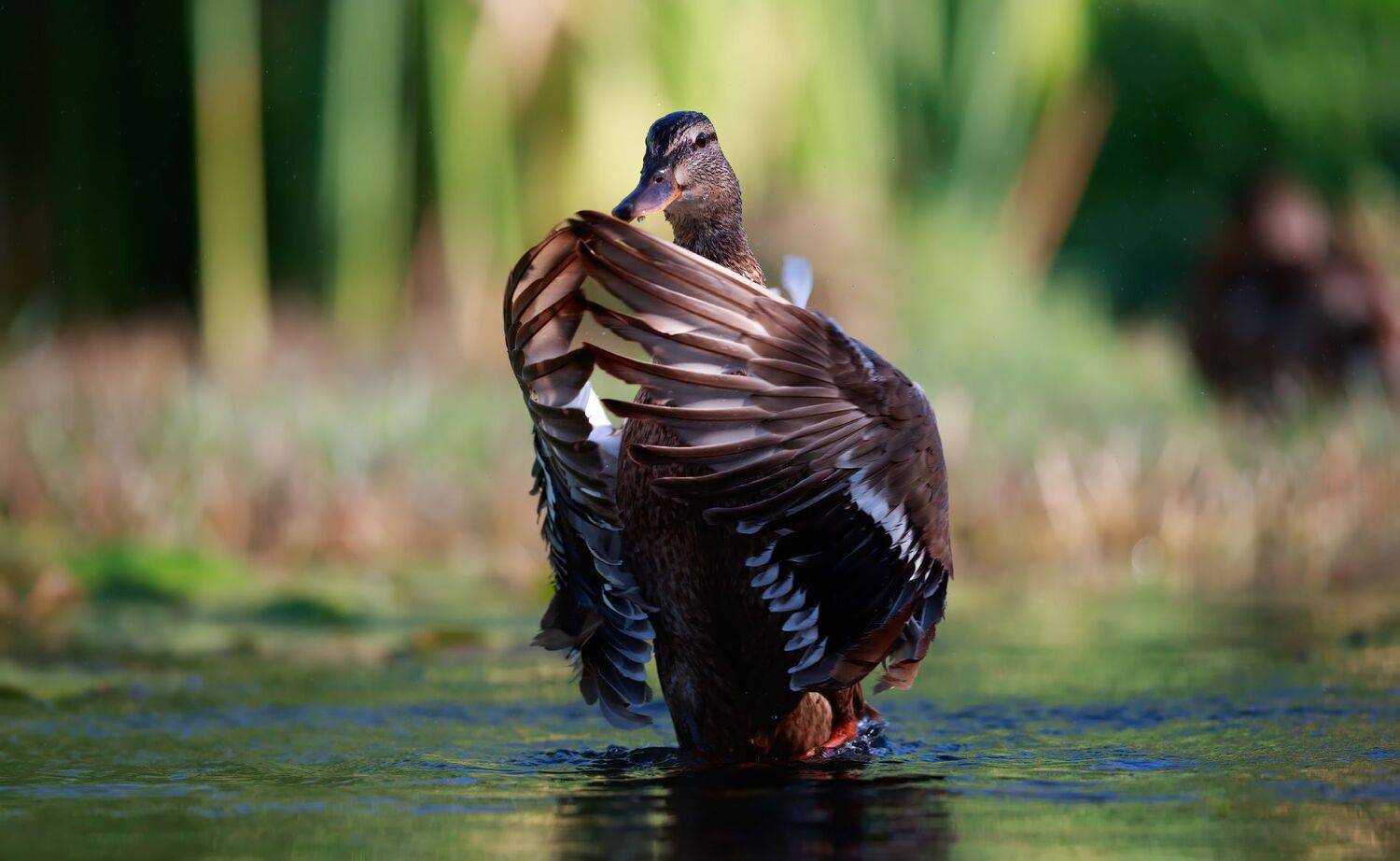 , Евгений Фруман