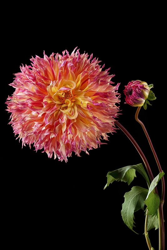 георгин, цветы, цветок, флора, природа, лепестки, цвет, черный фон, розовый Георгинphoto preview