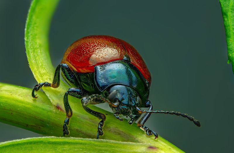 листоед, макро, макрофото, природа, насекомые, лето, сад, огород Листоед на привалеphoto preview