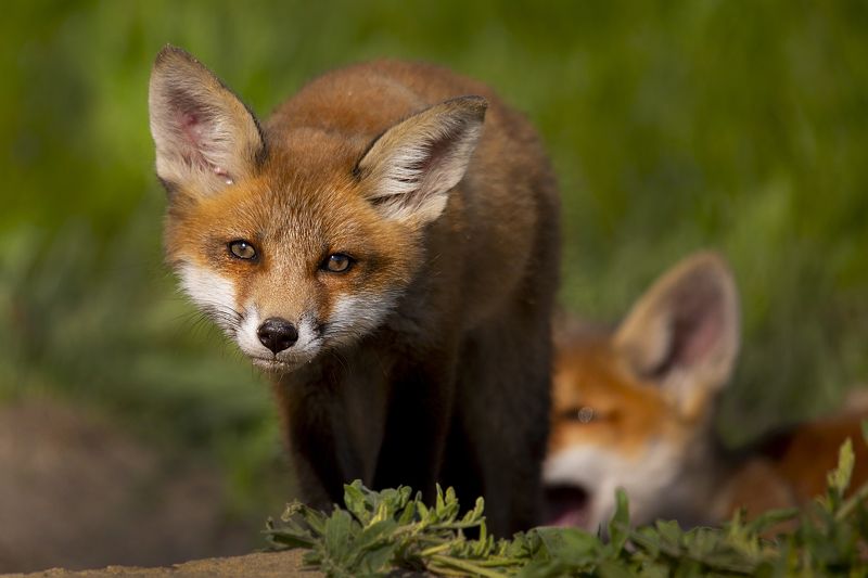 живая природа ***photo preview