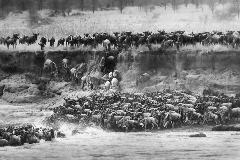 mara, great migration, antelope, safari, tanzania, kenia, africa, serengeti Great Migration of antelopes. Mara river crossingphoto preview