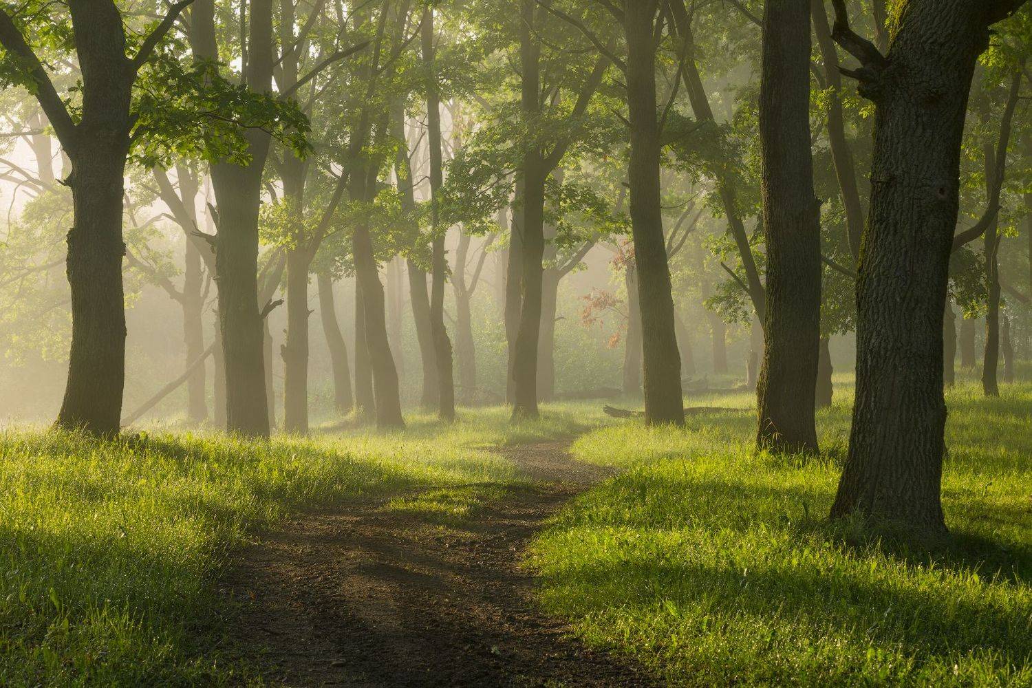 ***. Автор: Михаил Корнилов природа утро туман деревья, Михаил Корнилов