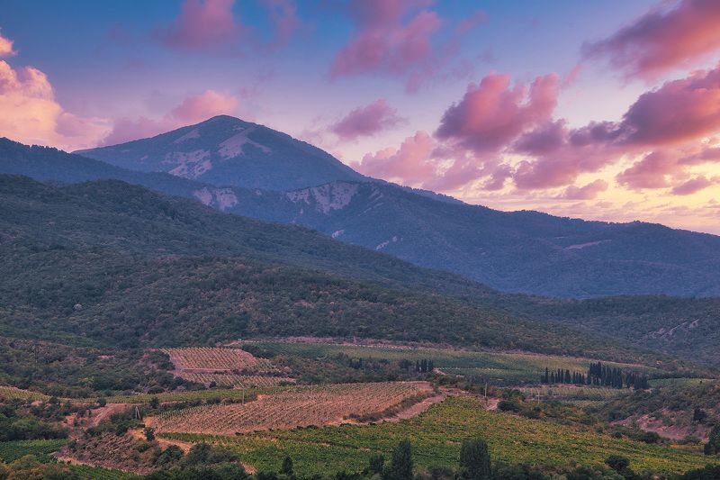 Крым, Алушта Крымские виноградникиphoto preview