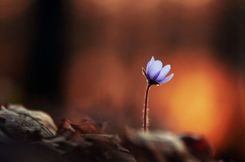 macro, flowers, nature, macrophoto, silence, весна, цветы, макро, природа, тишина, вчувствование \'You Are My Sun, You Are My Heart...\'photo preview