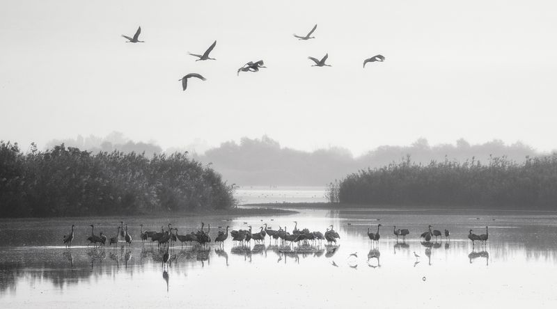 Crane Morningphoto preview