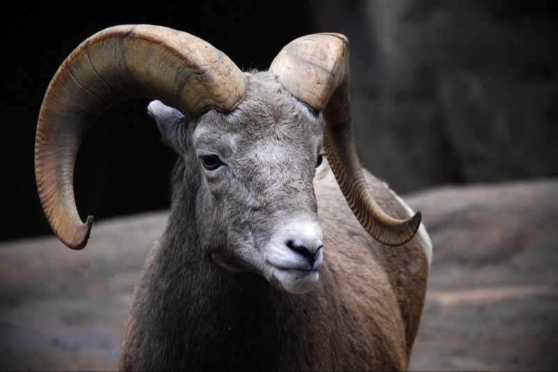 Баранphoto preview