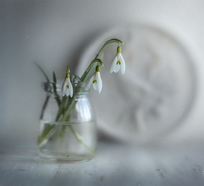 под подснежник*photo preview