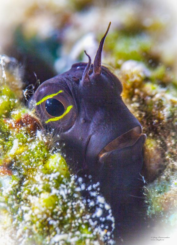 подводное фото подводный мир хургада египет жогло zhoglo красное море Вот я какойphoto preview