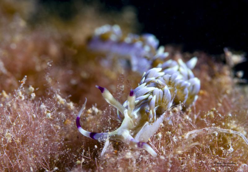 подводное фото подводный мир хургада египет жогло zhoglo красное море Синий драконphoto preview