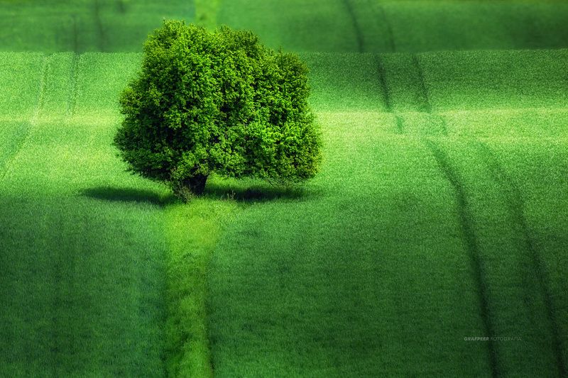 fields, tree, lonely, landscape, shadow, rpowroznik, green green world...photo preview