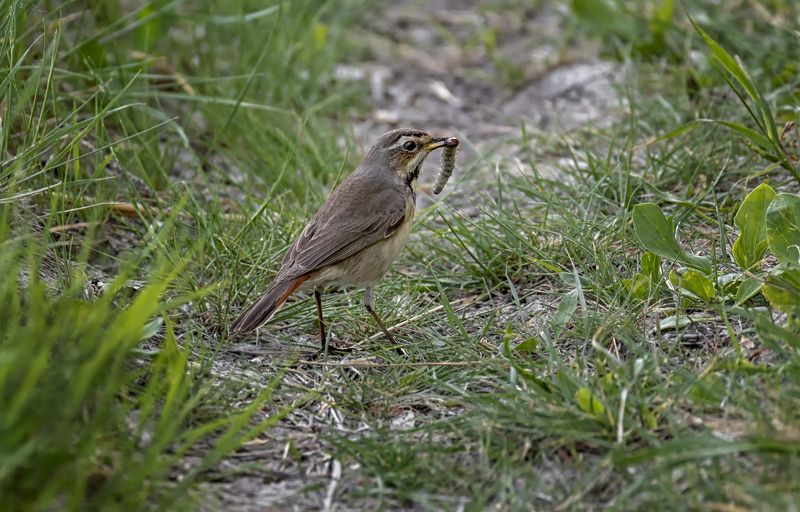 птица, варакушка, охота Варакушки на охоте.. (самка, самец)photo preview