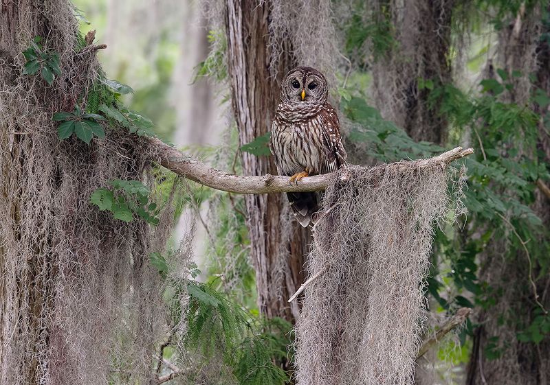 пёстрая неясыть, cова, owl, florida,флорида, хищные птицы, barred owl Barred Owl - Пёстрая неясытьphoto preview