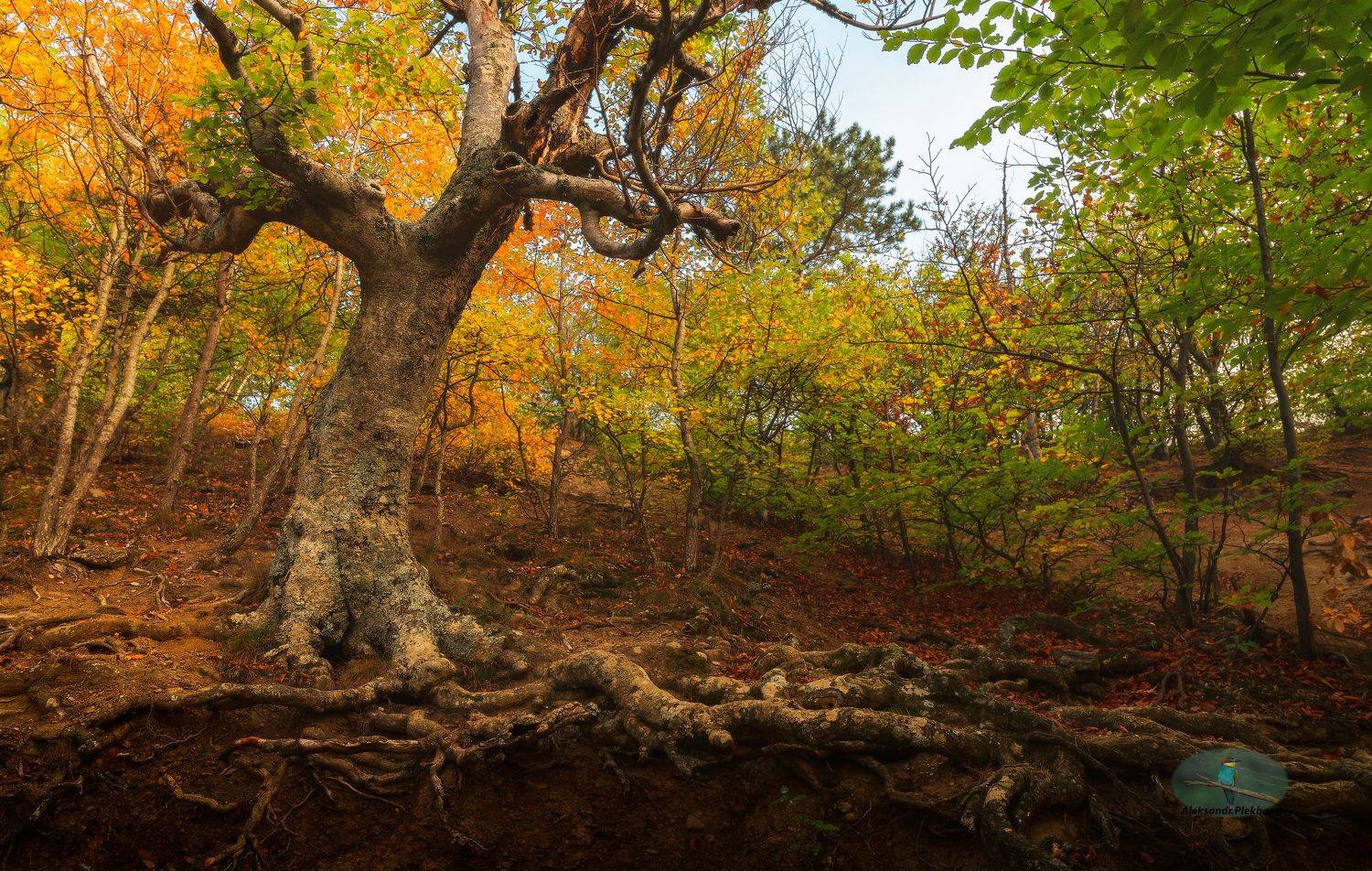 Тропами осеннего Демерджи. Автор: Alexander Plekhanov #35photo, Alexander Plekhanov