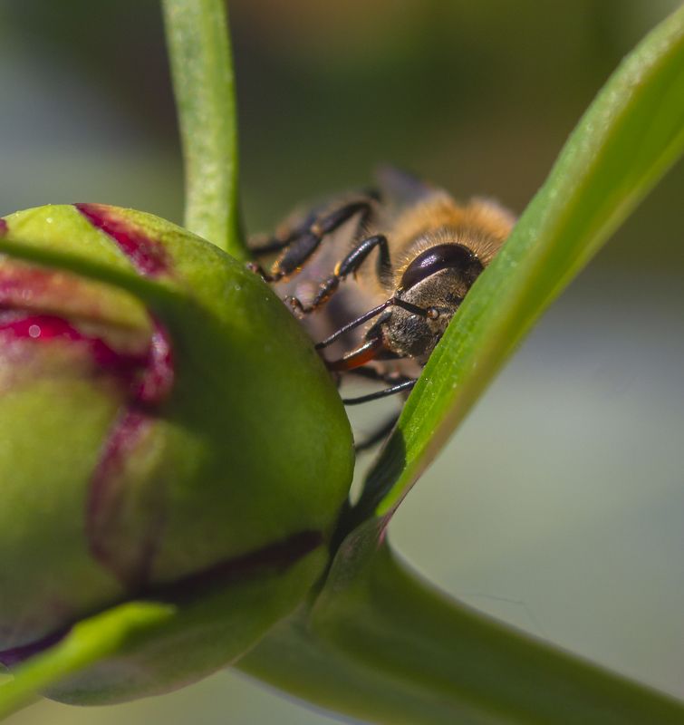 макро, природа, насекомые, пчелы, лето Спряталасьphoto preview