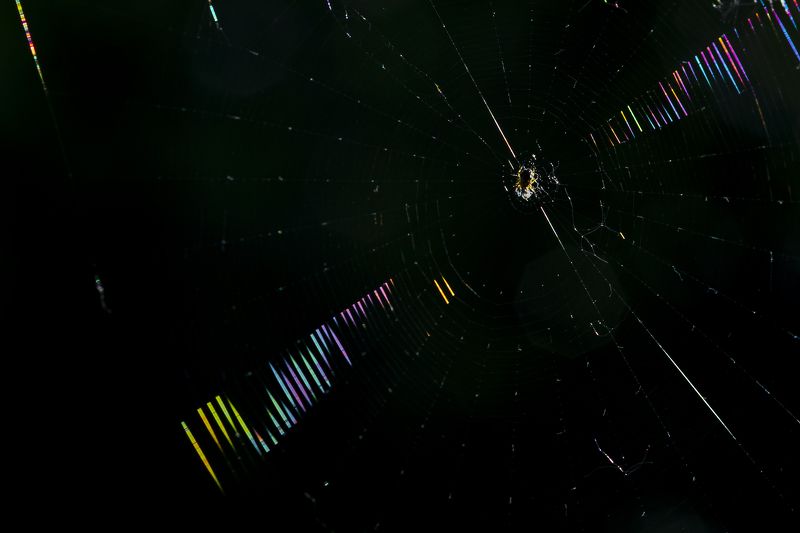 природа, свет, контровой свет, паутина, паук Паутина в контровом светеphoto preview