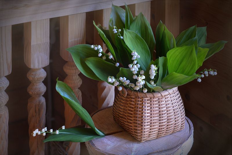 Ландыши, ландышиphoto preview