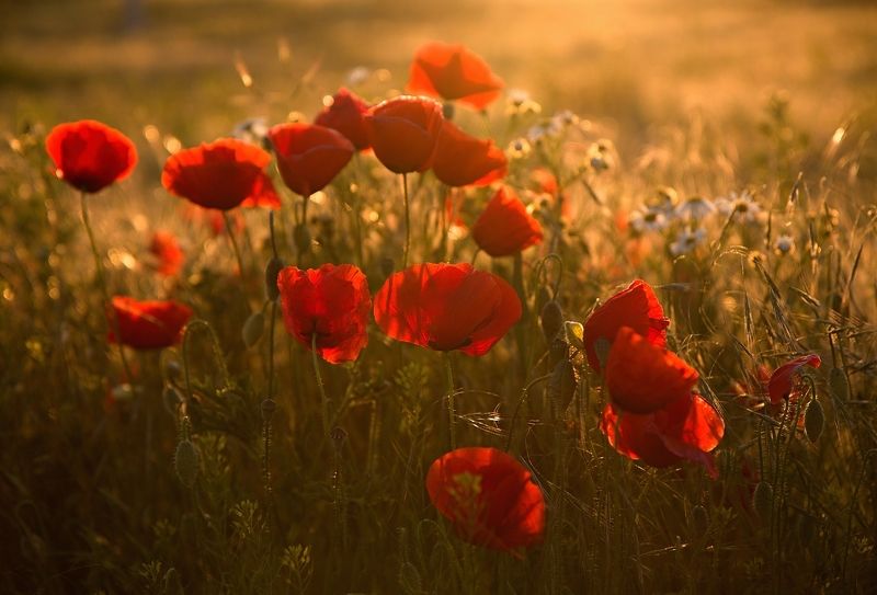 When it blooms in Moravia (That\'s worth it)photo preview