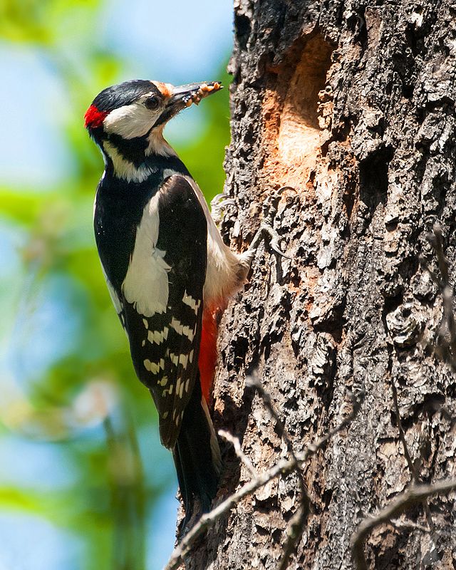 дятел пёстрый дятел птицы пернатые орнетология природа кормление птенца Пёстрый дятел. Кормление птенца.photo preview