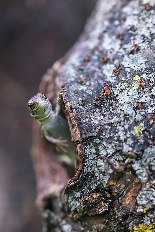 Чего звал...photo preview