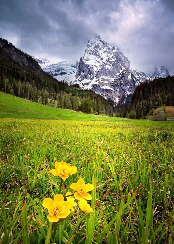 Wellhornphoto preview