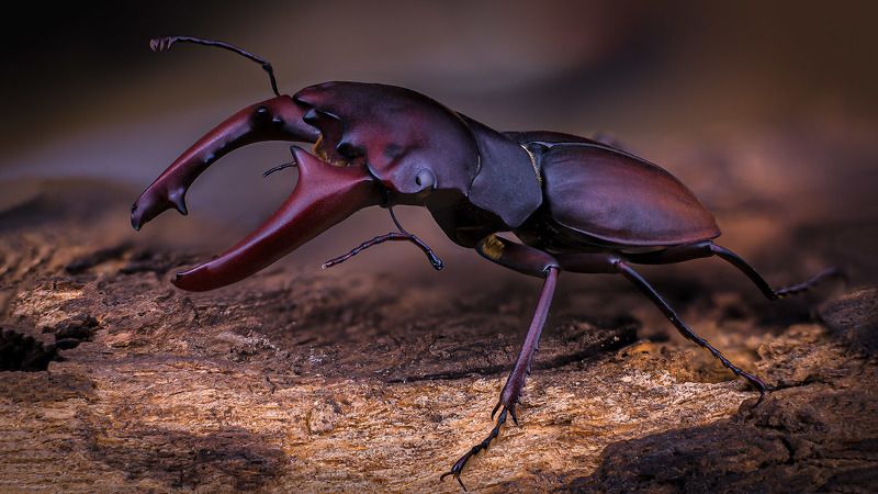 Macrocrates australisphoto preview