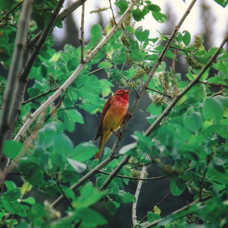 Чечевица в горах Алматыphoto preview