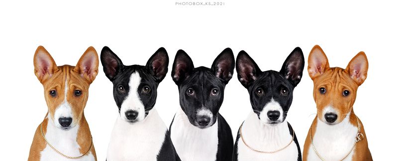 собака, анималистика, студия, портрет Басенджиphoto preview