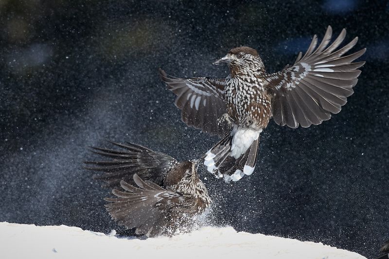 nature, wildlife, birds ***photo preview