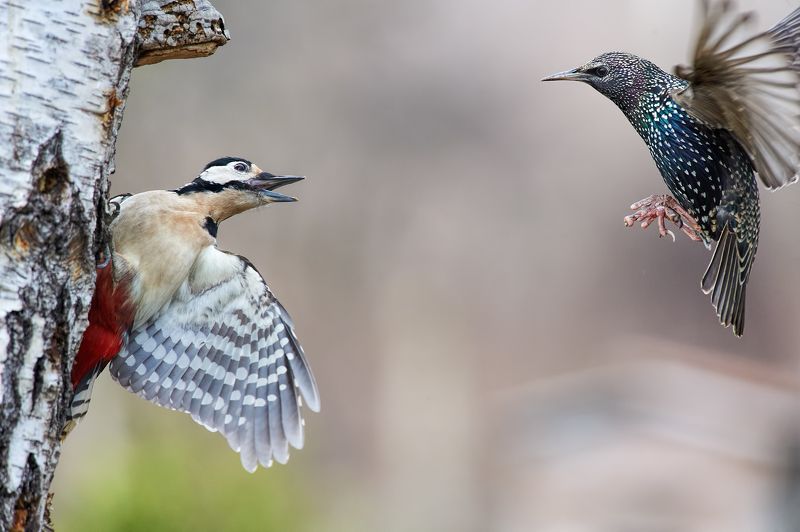 nature, wildlife, birds ***photo preview