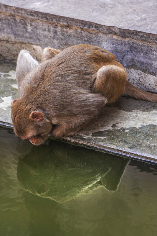 индия, храм, обезьяны Я ль на свете всех милее?photo preview