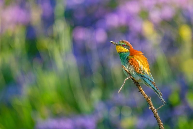 European bee-eater (Merops apiaster)...photo preview