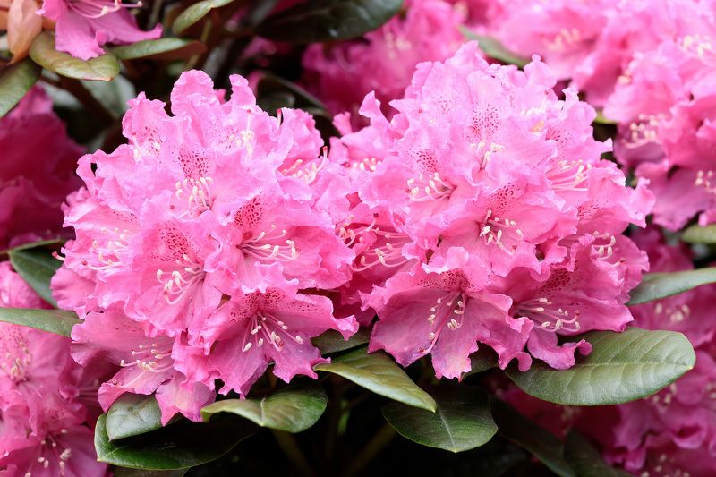рододендрон, природа, цветы Рододендронphoto preview
