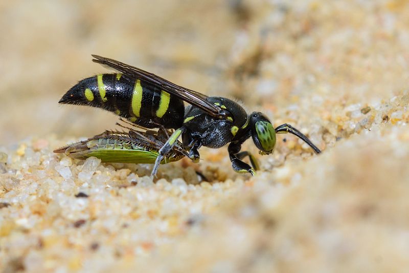 macro, insect, wildlife, small, nature, wild Huntingphoto preview