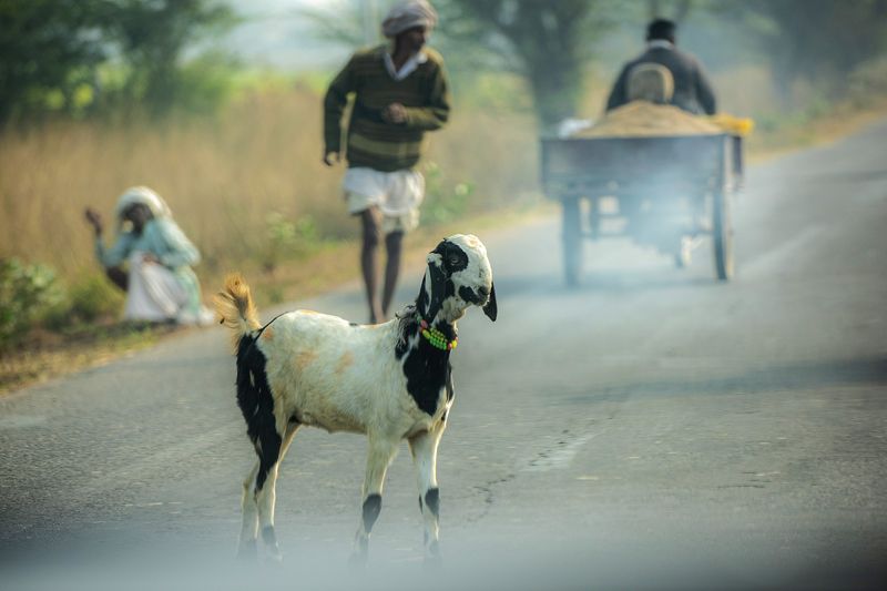 индия, козы, дорога Красоткаphoto preview