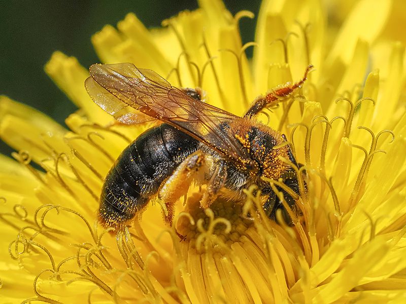 пчела на одуванчикеphoto preview