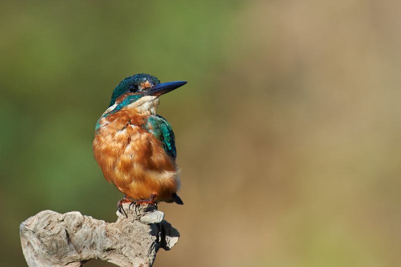 nature, wildlife, birds ***photo preview