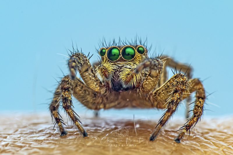 macro, spider, jumping, animal, eyes, legs, small, garden, forest, light, nature, natural, beauty, beautiful Spiderphoto preview