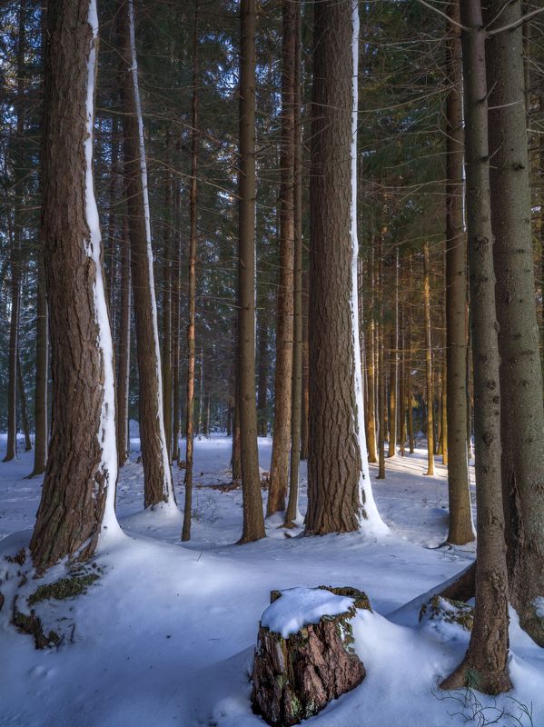 сосны, зима ***photo preview