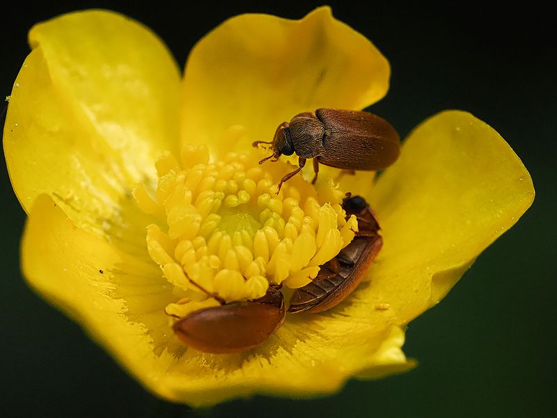 веселая компанияphoto preview