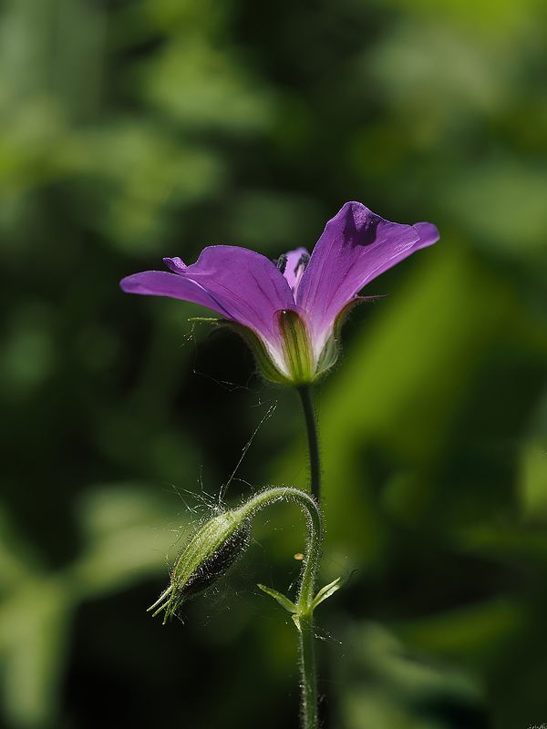герань леснаяphoto preview